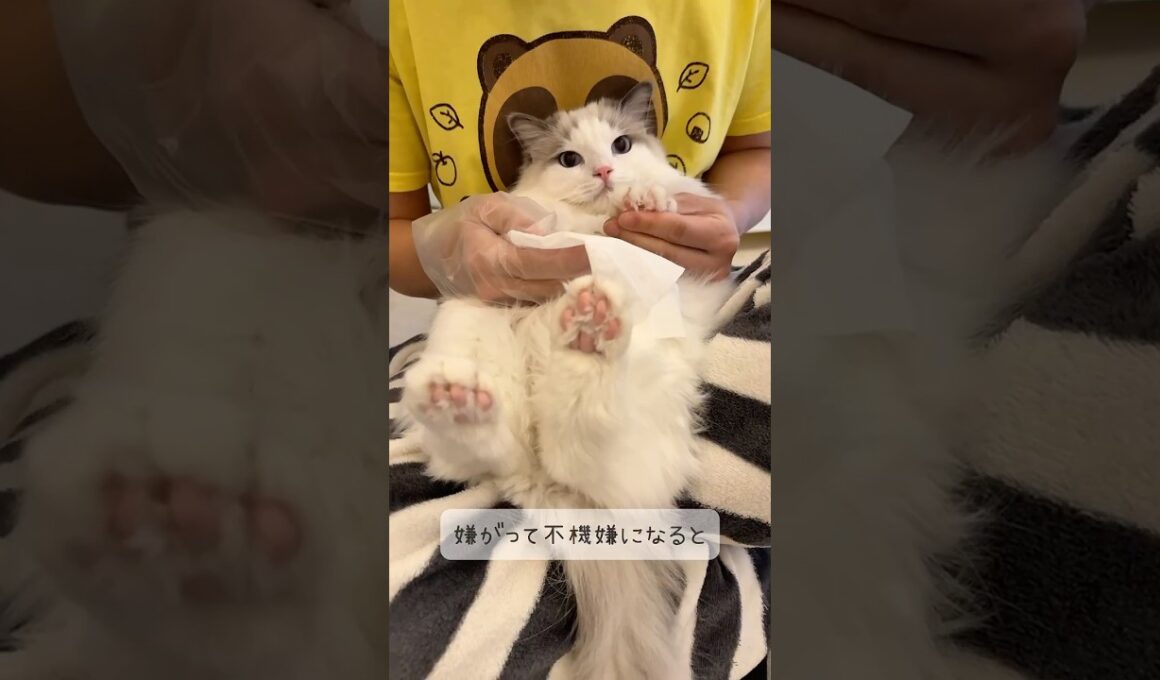 怒ってるのに可愛い…エンジンみたいに鳴くラグドールの子猫の主張がコチラ🐾