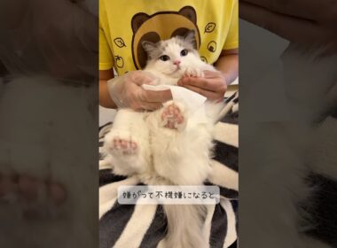 怒ってるのに可愛い…エンジンみたいに鳴くラグドールの子猫の主張がコチラ🐾
