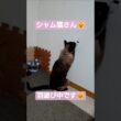 続、ちょこさん羽遊び中です😺 #シャム猫 #たぬき猫 #ねこのいる生活