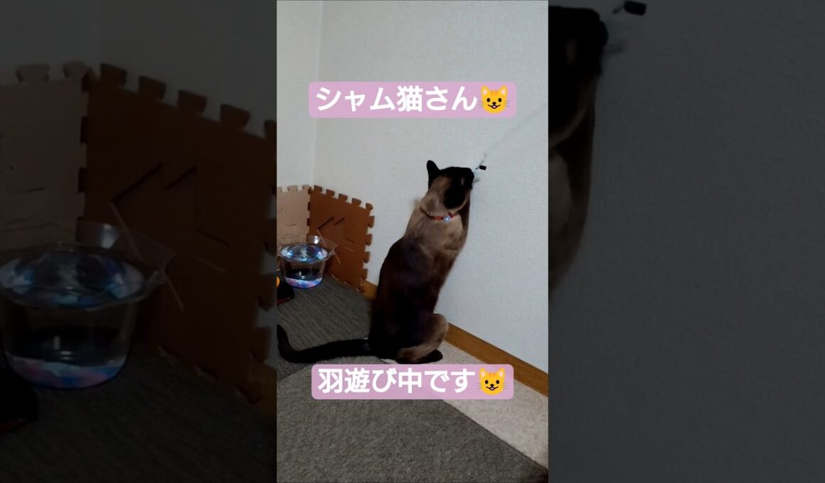 続、ちょこさん羽遊び中です😺 #シャム猫 #たぬき猫 #ねこのいる生活