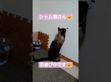 続、ちょこさん羽遊び中です😺 #シャム猫 #たぬき猫 #ねこのいる生活
