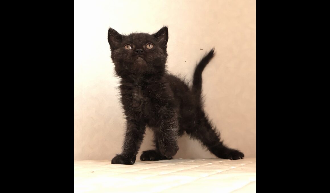 セルカークレックス子猫　Selkirk Rex　2025.12.4産まれ　　ブラック　黒猫　巻き毛　男の子　シーダキャット猫のお店