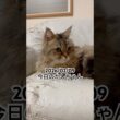 2026/02/09今日のかしちゃん #猫 #ペルシャ #カシス #cat #猫のいる暮らし