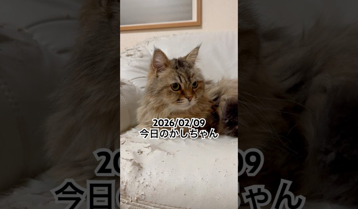 2026/02/09今日のかしちゃん #猫 #ペルシャ #カシス #cat #猫のいる暮らし