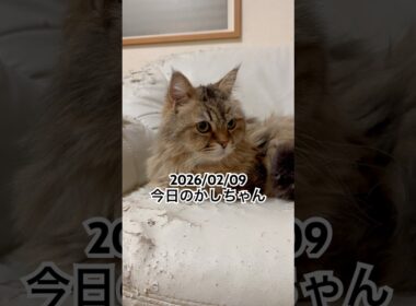 2026/02/09今日のかしちゃん #猫 #ペルシャ #カシス #cat #猫のいる暮らし
