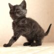 セルカークレックス子猫　Selkirk Rex　2025.12.4産まれ　ブラックスモークタビー　巻き毛　男の子　シーダキャット猫のお店