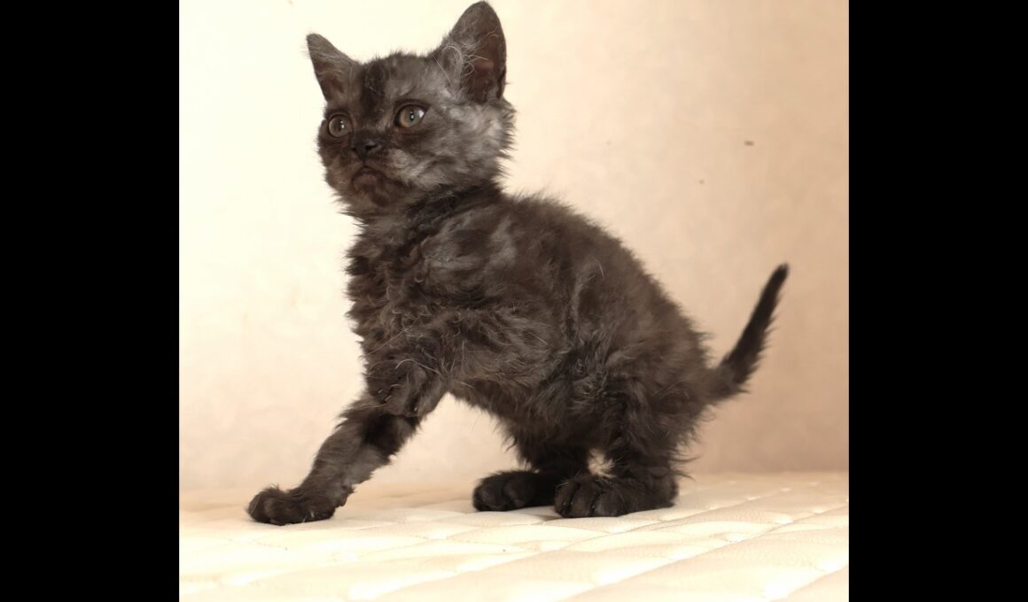 セルカークレックス子猫　Selkirk Rex　2025.12.4産まれ　ブラックスモークタビー　巻き毛　男の子　シーダキャット猫のお店