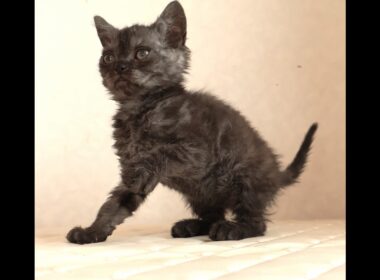 セルカークレックス子猫　Selkirk Rex　2025.12.4産まれ　ブラックスモークタビー　巻き毛　男の子　シーダキャット猫のお店