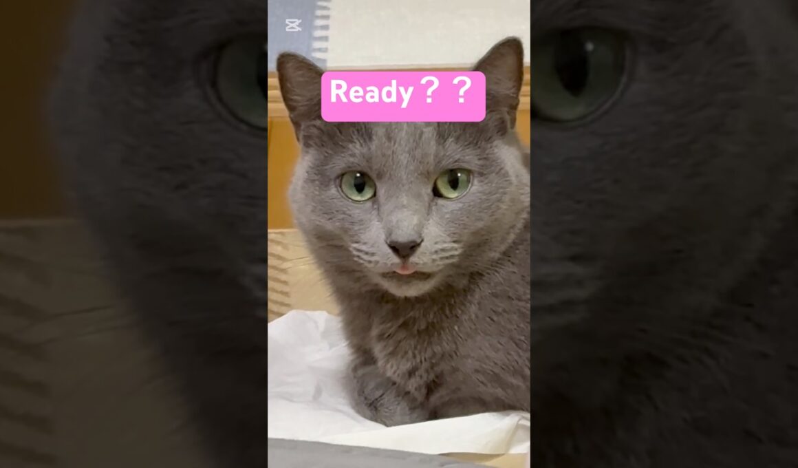 可愛いピンクを見る準備してニャ❤️ #猫 #ロシアンブルー #catshorts #shorts