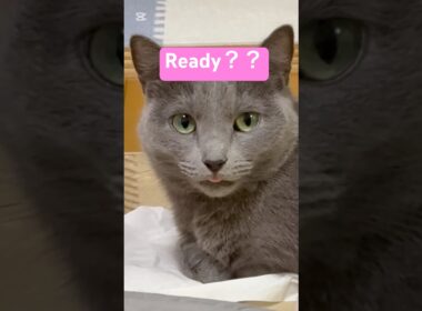 可愛いピンクを見る準備してニャ❤️ #猫 #ロシアンブルー #catshorts #shorts