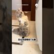 回ってる洗濯機を立って見る猫｜PECO