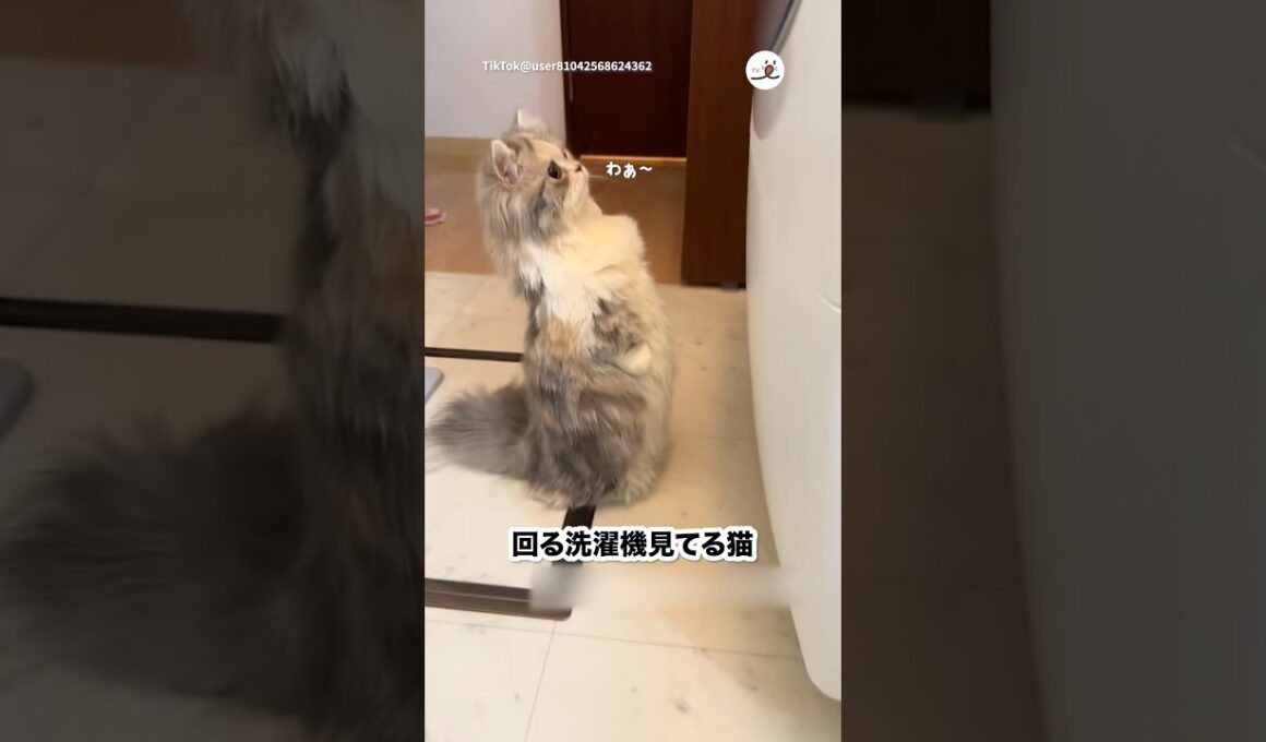 回ってる洗濯機を立って見る猫｜PECO