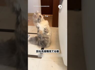 回ってる洗濯機を立って見る猫｜PECO
