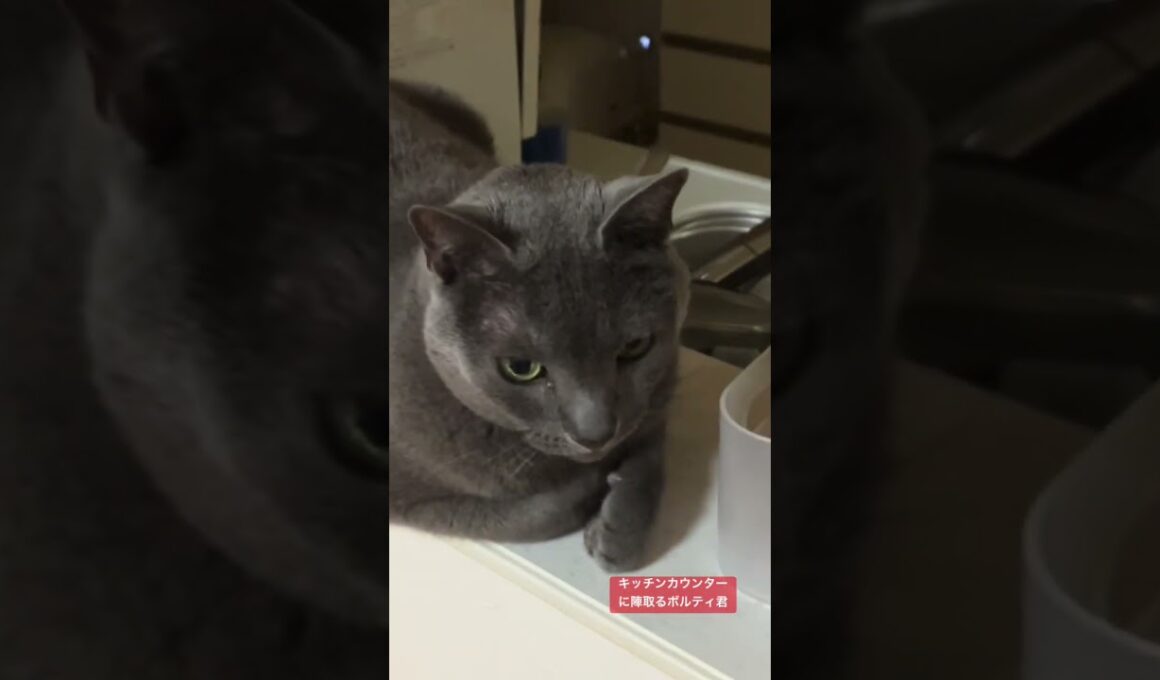 キッチンカウンターに陣取るボルティ君