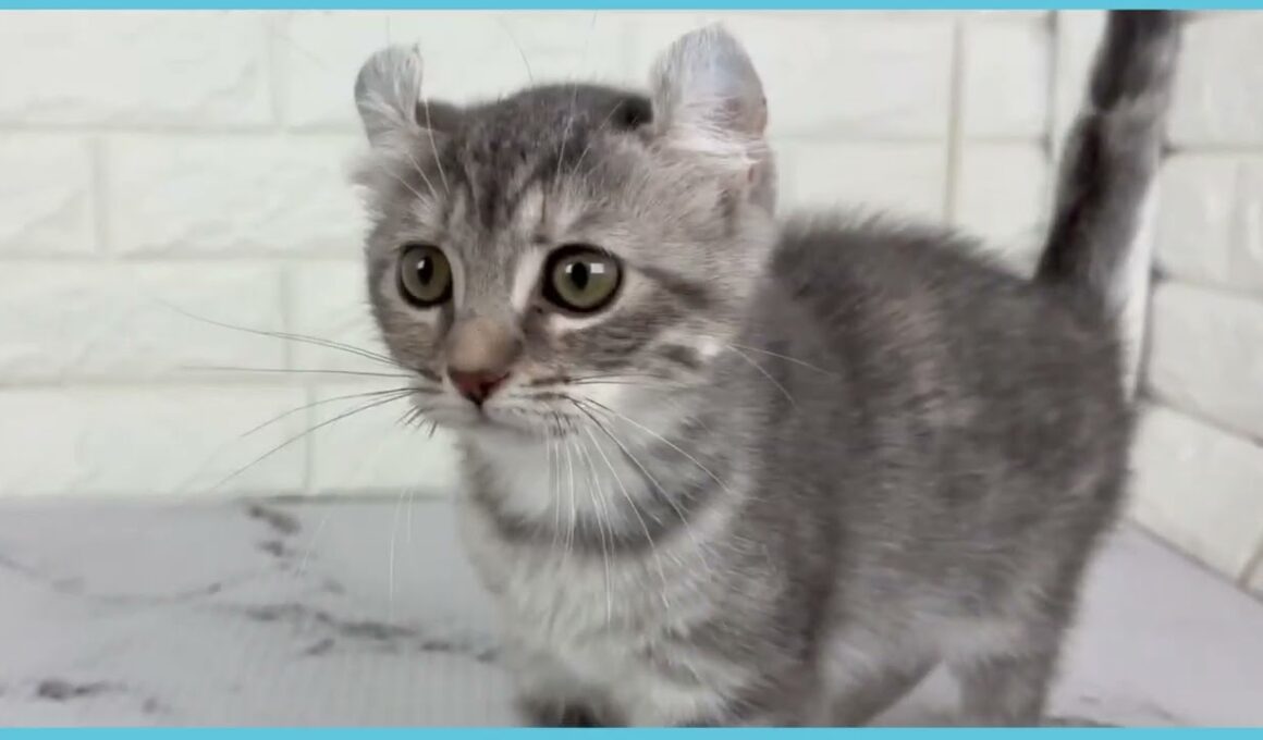 ペットショップcoo&riku No.00746922 アメリカンカール