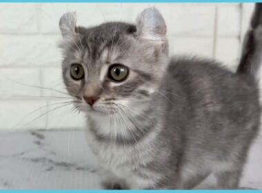 ペットショップcoo&riku No.00746922 アメリカンカール