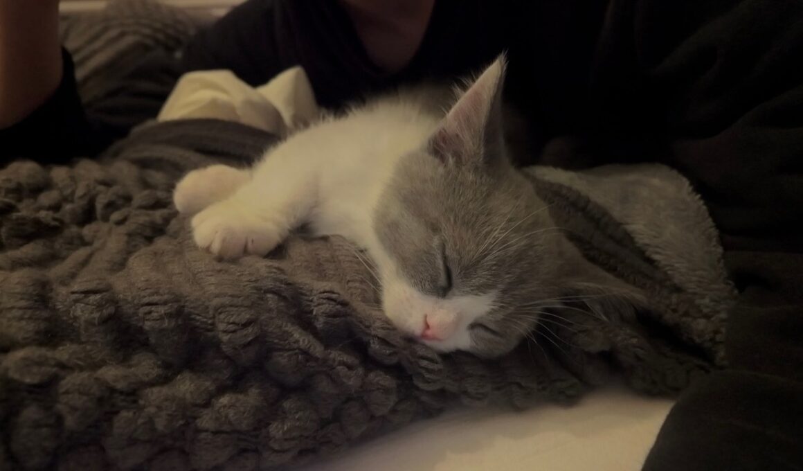 寝ている子猫に癒される