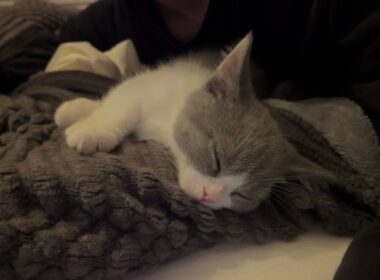 寝ている子猫に癒される
