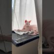 窓際ハンモックで日向ぼっこする猫アレクサンドラ【スフィンクス】