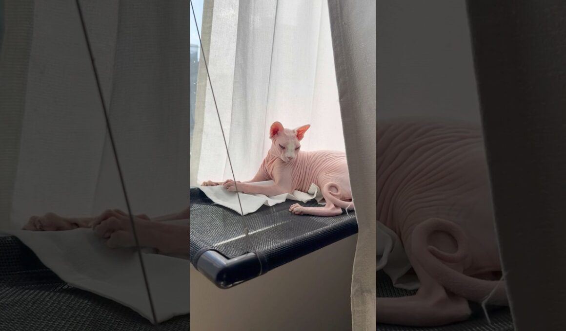 窓際ハンモックで日向ぼっこする猫アレクサンドラ【スフィンクス】