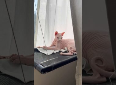 窓際ハンモックで日向ぼっこする猫アレクサンドラ【スフィンクス】