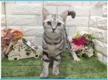 Coo&RIKU　No.00742751 アメリカンショートヘアー