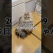 2026/02/09今日のしーちゃん #猫 #ペルシャ #シエル #cat #猫のいる暮らし