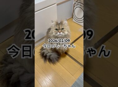 2026/02/09今日のしーちゃん #猫 #ペルシャ #シエル #cat #猫のいる暮らし