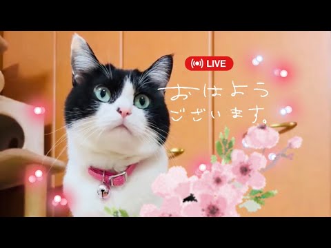 【猫LIVE】おはようございます☀️ハチワレ🐈‍⬛ラグドール🐈チャット欄無しです🙇‍♀️#猫 #ライブ配信