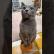 【ロシアンブルー】わんわんめろん🐶おねだりいっぱい🤭【猫】#shorts