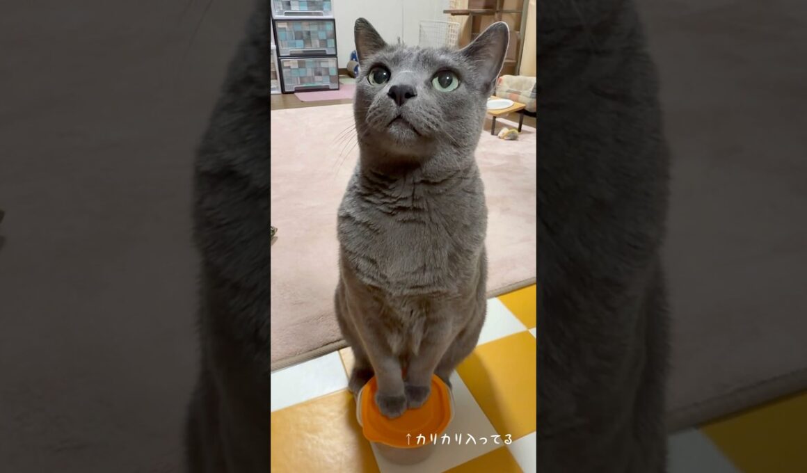 【ロシアンブルー】わんわんめろん🐶おねだりいっぱい🤭【猫】#shorts