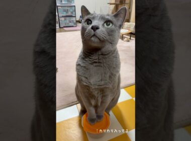 【ロシアンブルー】わんわんめろん🐶おねだりいっぱい🤭【猫】#shorts