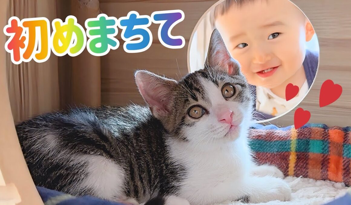 また増えてる😱‼︎ ２２匹の保護猫と暮らす実家に‥見知らぬ子猫‼︎