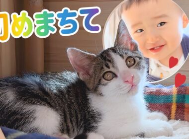また増えてる😱‼︎ ２２匹の保護猫と暮らす実家に‥見知らぬ子猫‼︎