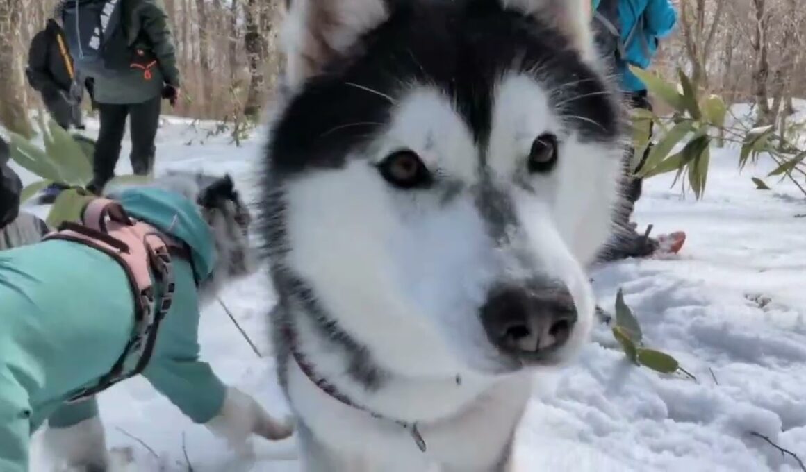 1/17,18＆2/1犬と一緒にスノーシュー