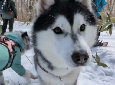 1/17,18＆2/1犬と一緒にスノーシュー