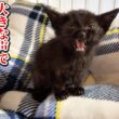 子猫の助けを求める大きな鳴き声のおかげで親子猫は救われました