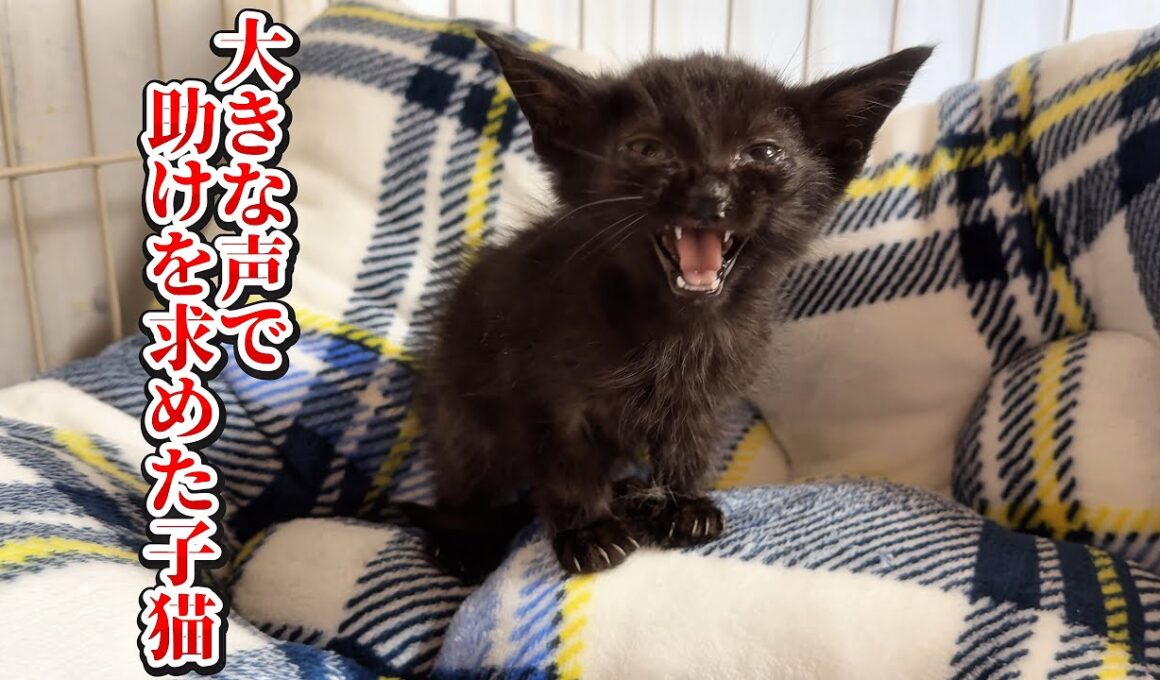 子猫の助けを求める大きな鳴き声のおかげで親子猫は救われました