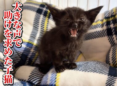子猫の助けを求める大きな鳴き声のおかげで親子猫は救われました