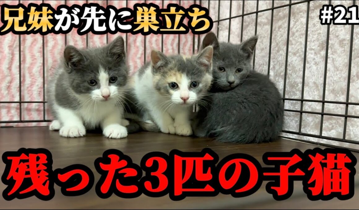 この子達の今後についてご報告があります。