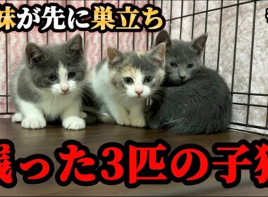 この子達の今後についてご報告があります。