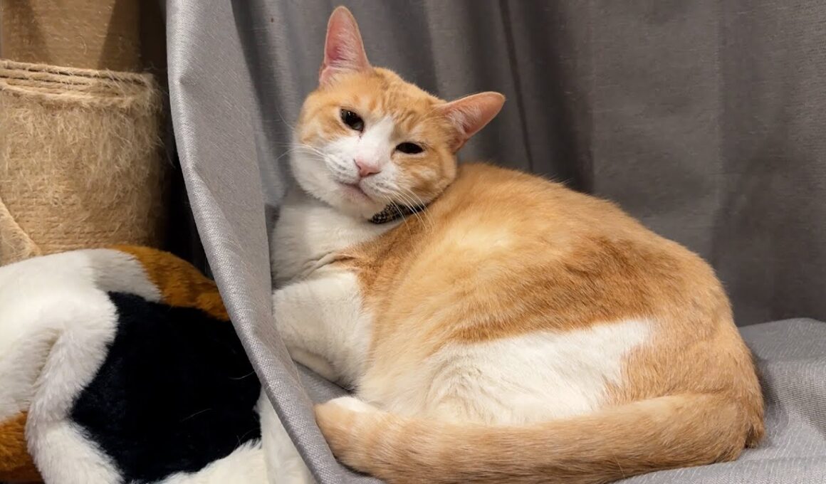 カーテンは敷布団ではありませんよ