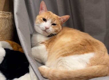 カーテンは敷布団ではありませんよ