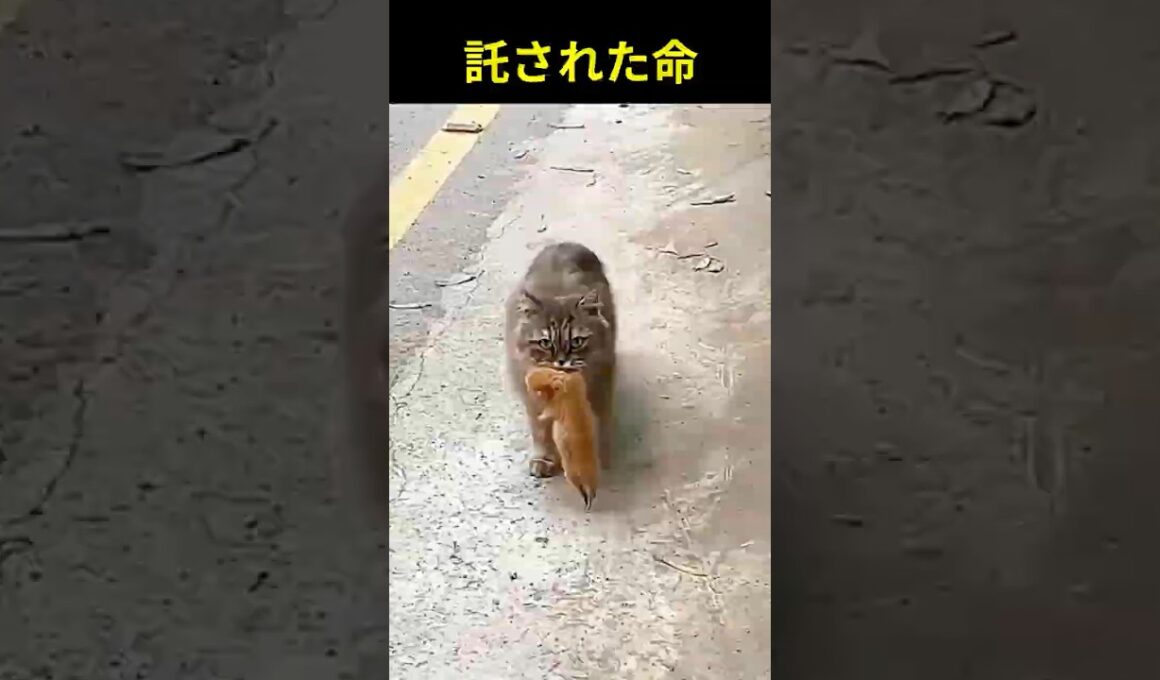 子猫をくわえた母猫…この子を託しに来ました #猫 #母猫 #保護猫