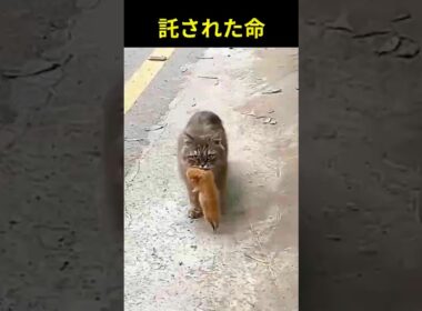 子猫をくわえた母猫…この子を託しに来ました #猫 #母猫 #保護猫