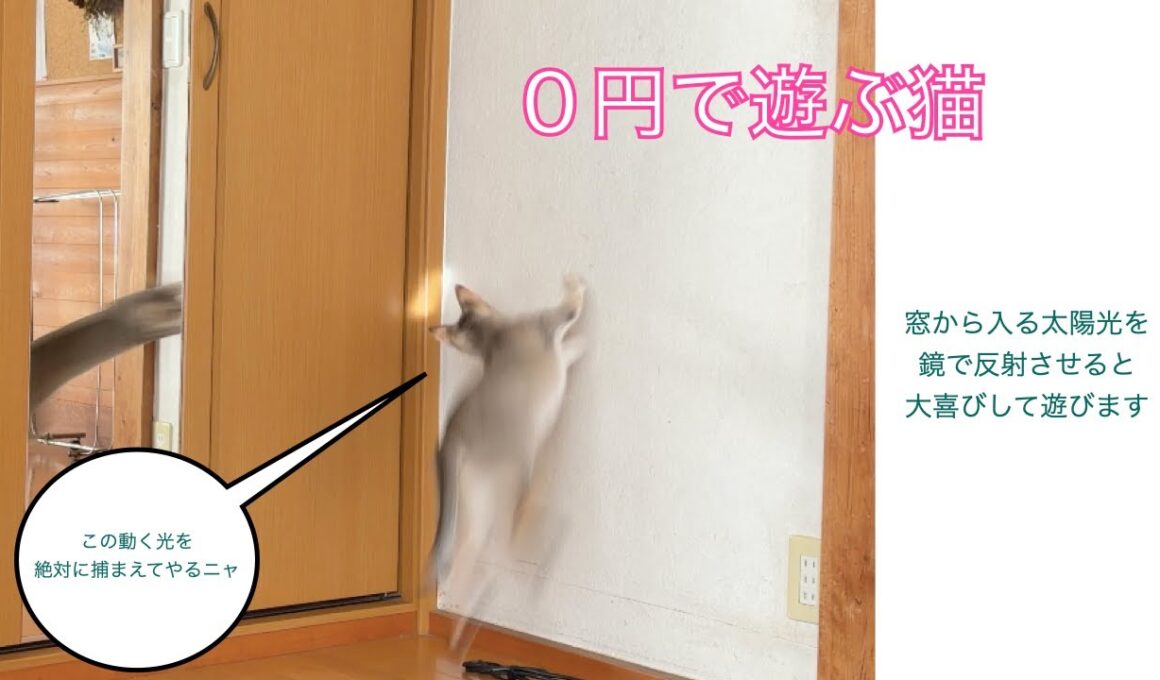 【シンガプーラ】０円で遊ぶ猫　＃猫