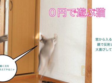 【シンガプーラ】０円で遊ぶ猫　＃猫