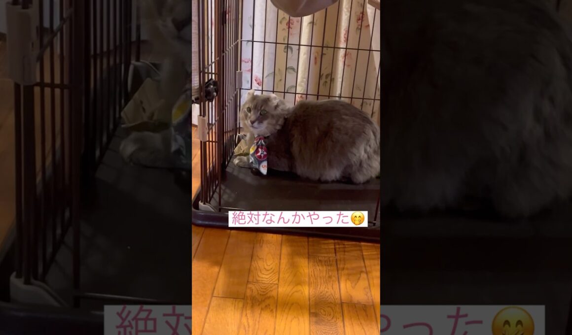 何かやったの？ #ねこ動画 #アメリカンカール #cat