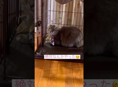 何かやったの？ #ねこ動画 #アメリカンカール #cat