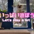 バーマン猫ラフ【いっぱい遊ぼう】Let's play a lot（バーマン猫）Birman/Cat